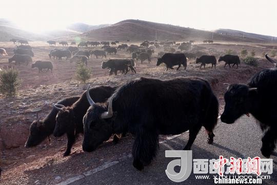 西藏每年存欄約420萬頭牦牛，牦牛產業(yè)發(fā)展是推動西藏畜牧業(yè)可持續(xù)發(fā)展和農牧民脫貧致富的重要產業(yè)。圖為西藏牦牛?！O翔 攝