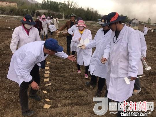 圖為研究員實地調研青稞生長土壤?！⊥跤窳?攝