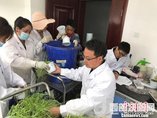 圖為研究員正在調查青稞感染白粉病情況?！⊥跤窳?攝