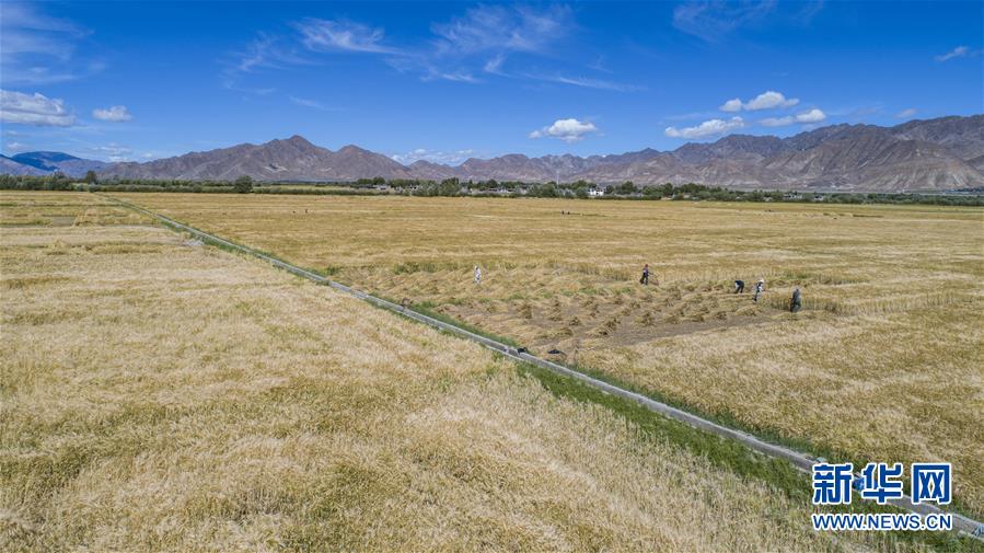 （新華全媒頭條·走向我們的小康生活·圖文互動）（11）扎西德勒，我們的新家園——西藏易地扶貧搬遷搬出幸福美好新生活